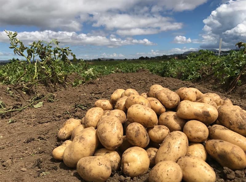 images/1685349036847potato grader.jpg